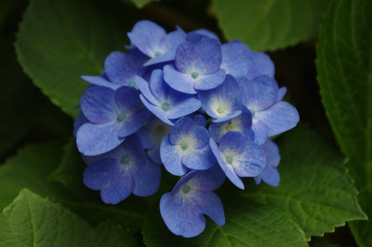 hydrangea  flower  bloom free photo