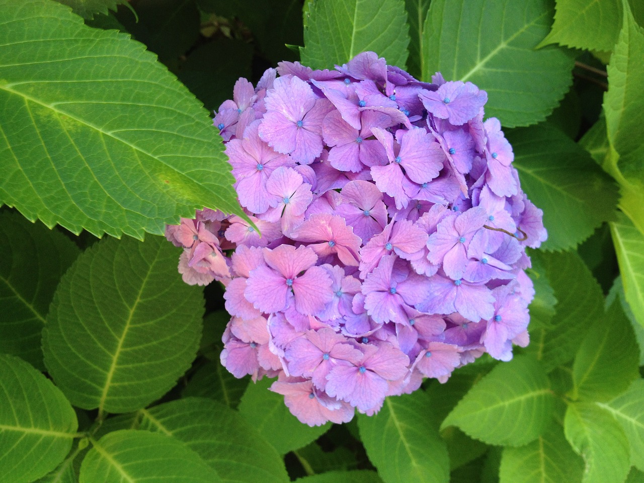 hydrangea flower green free photo