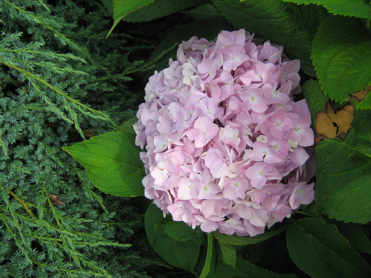 hydrangea flower garden free photo