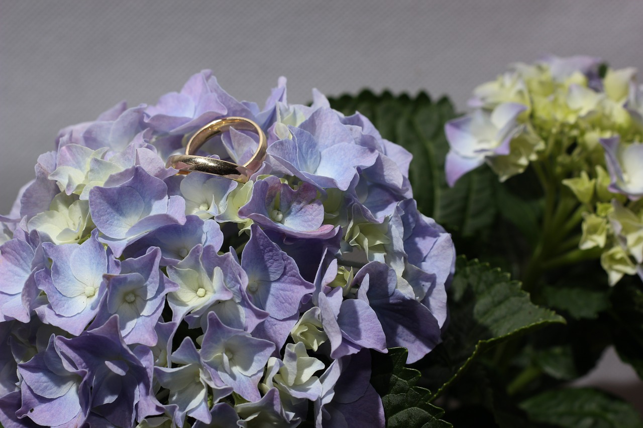 hydrangea rings gold ring free photo