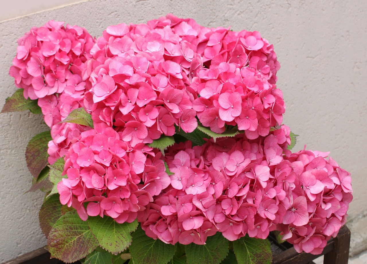 hydrangea fuchsia rosa free photo