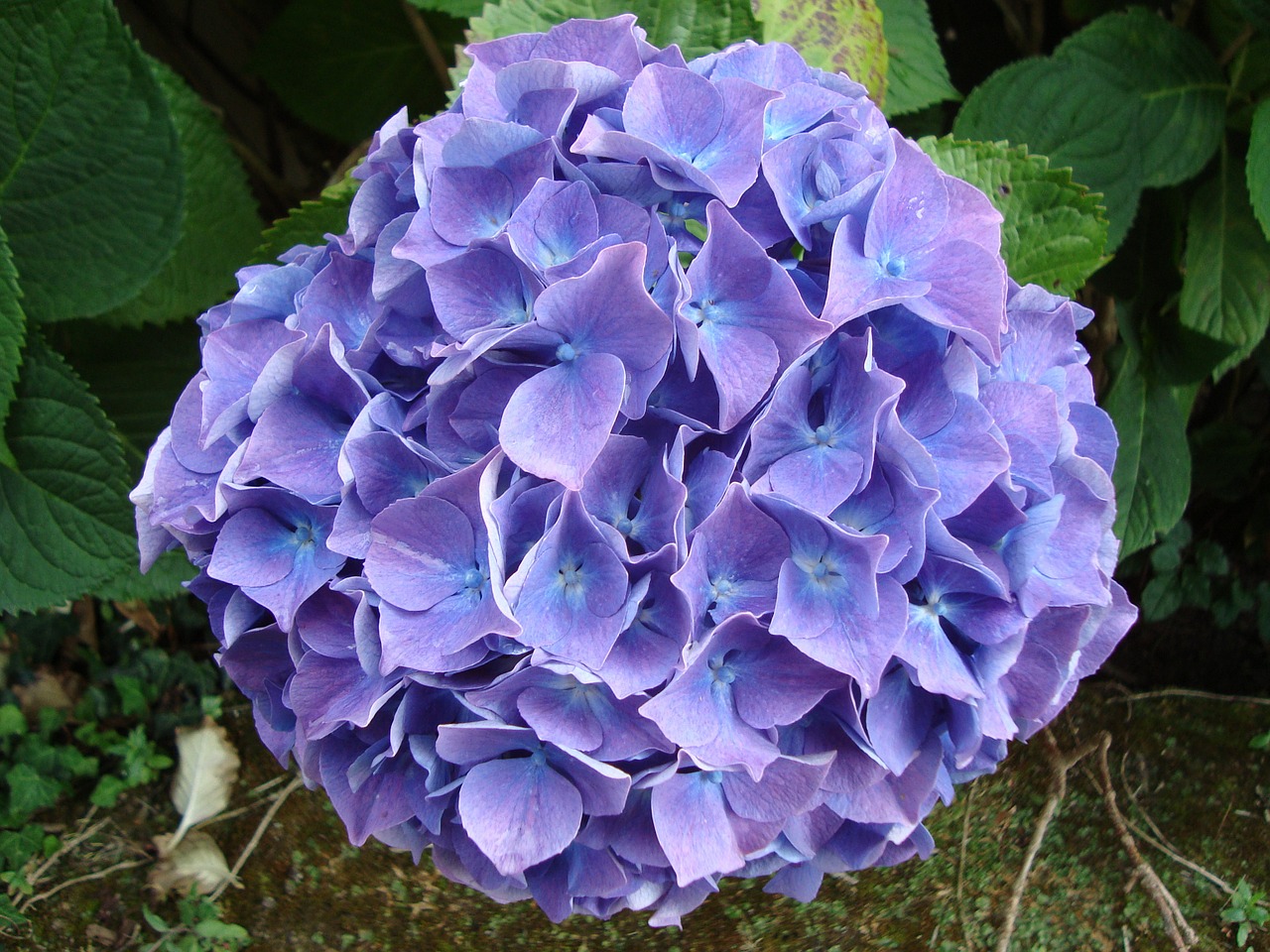 hydrangea blue brittany free photo