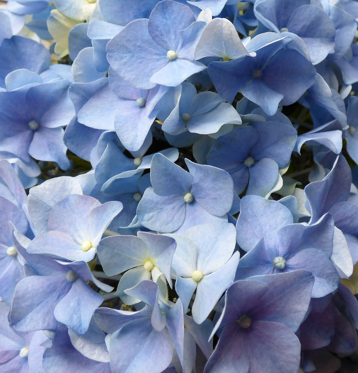 hydrangea flowers blue free photo