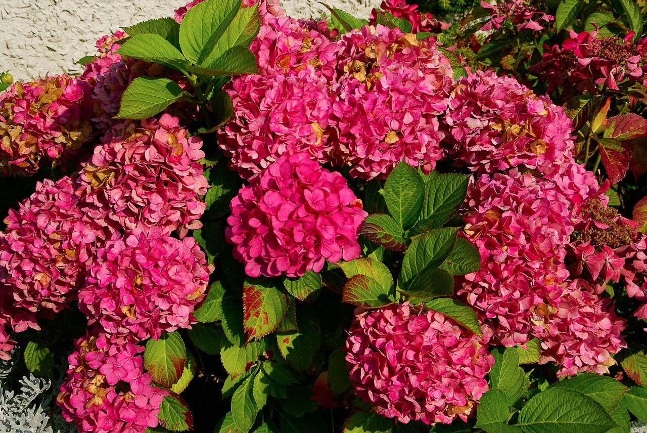 hydrangea flowers pink free photo