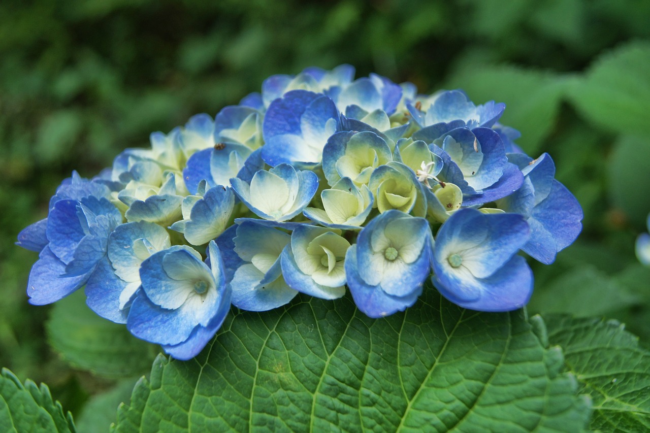 hydrangea blue flower free photo