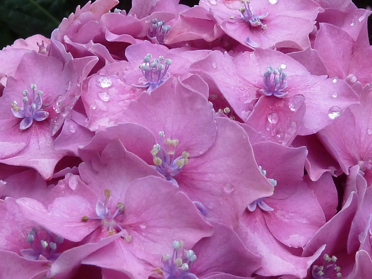 hydrangea dewdrop pink free photo