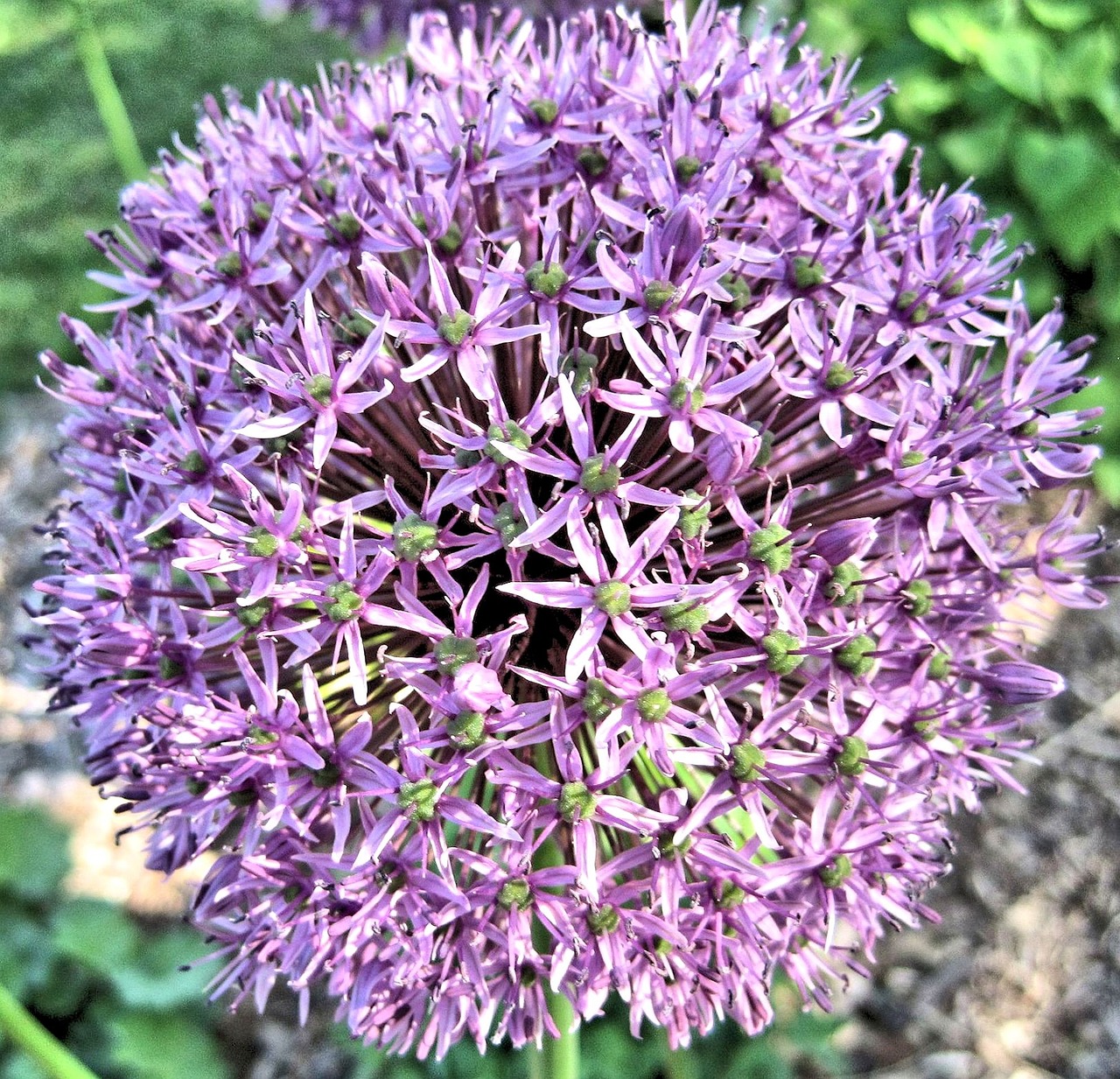 hydrangea purple summer free photo