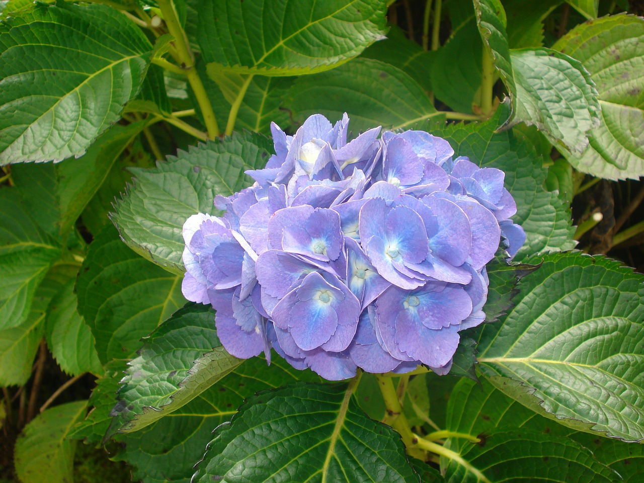 hydrangea flower blue free photo