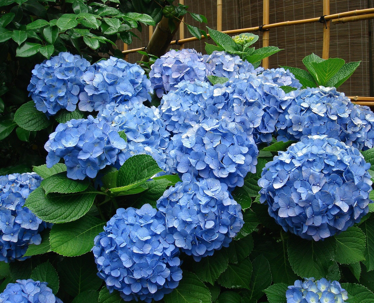 hydrangea bush flowers free photo