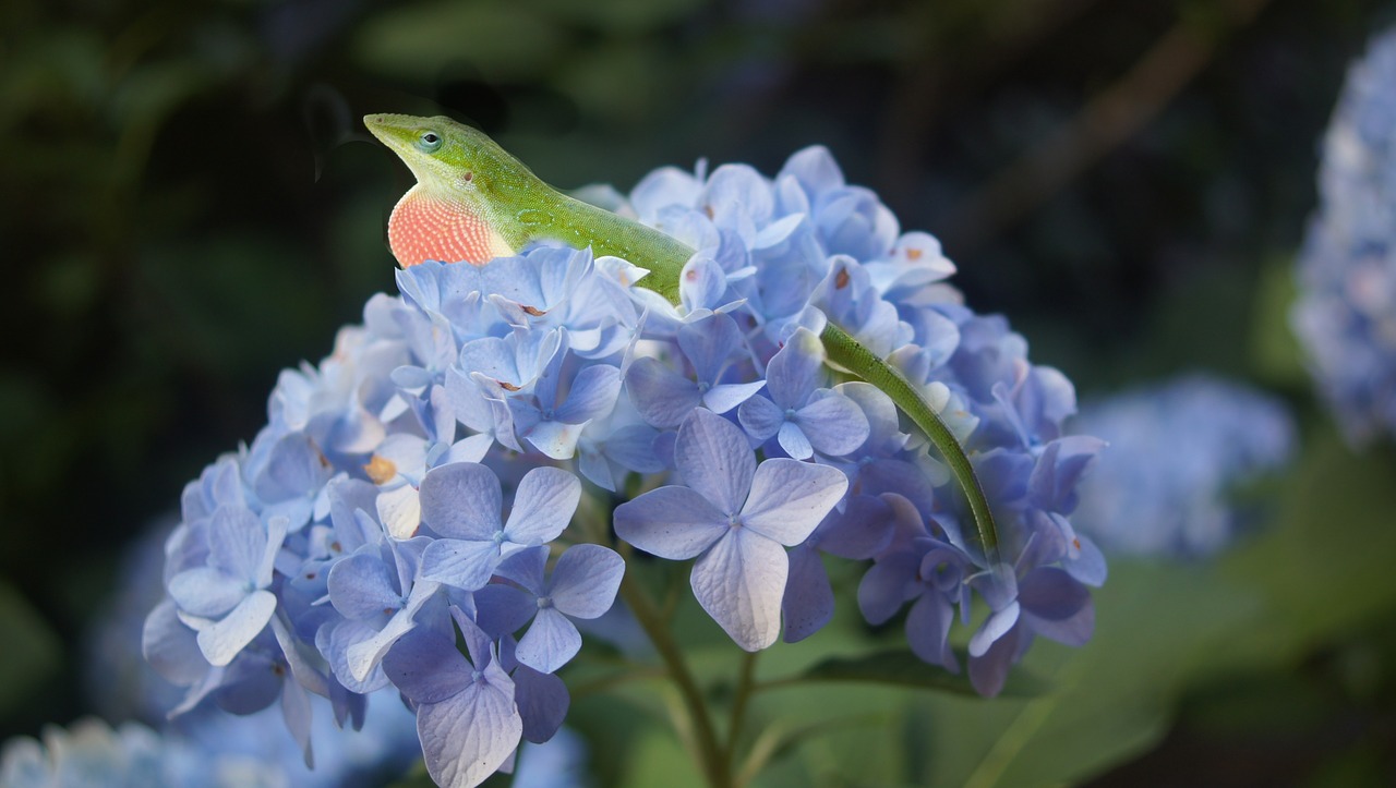 hydrangea lizard flower free photo