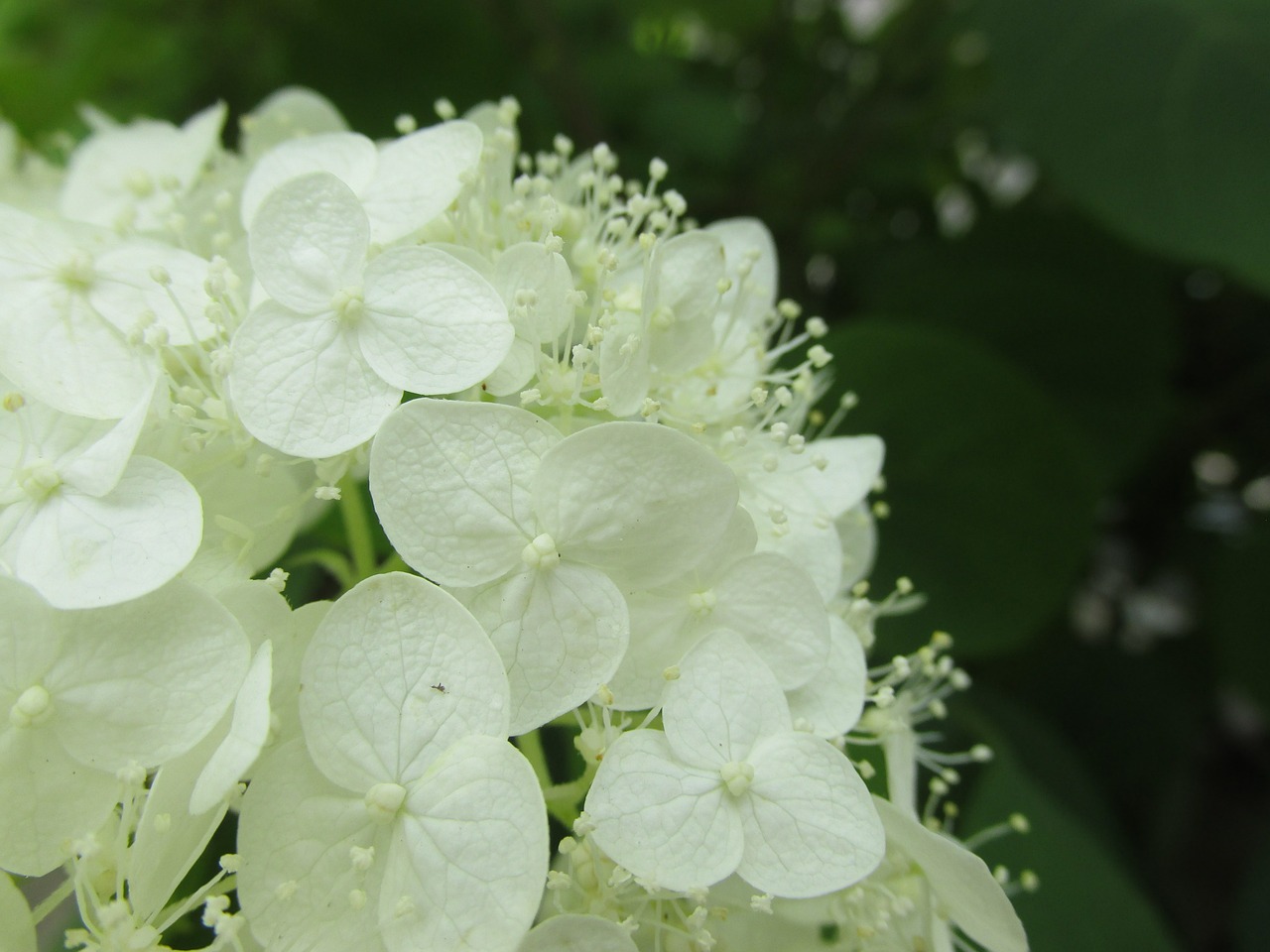 hydrangea white-flowered deciduous free photo