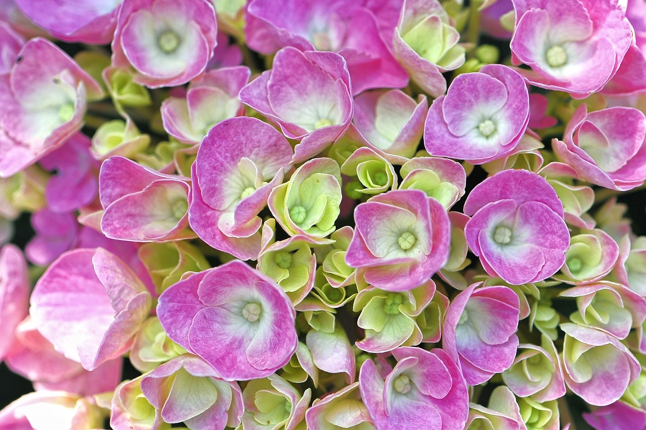 hydrangea communion flower pink flower free photo