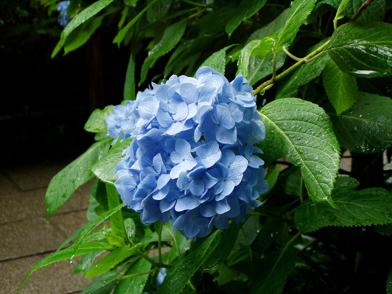 hydrangea flowers rainy season free photo