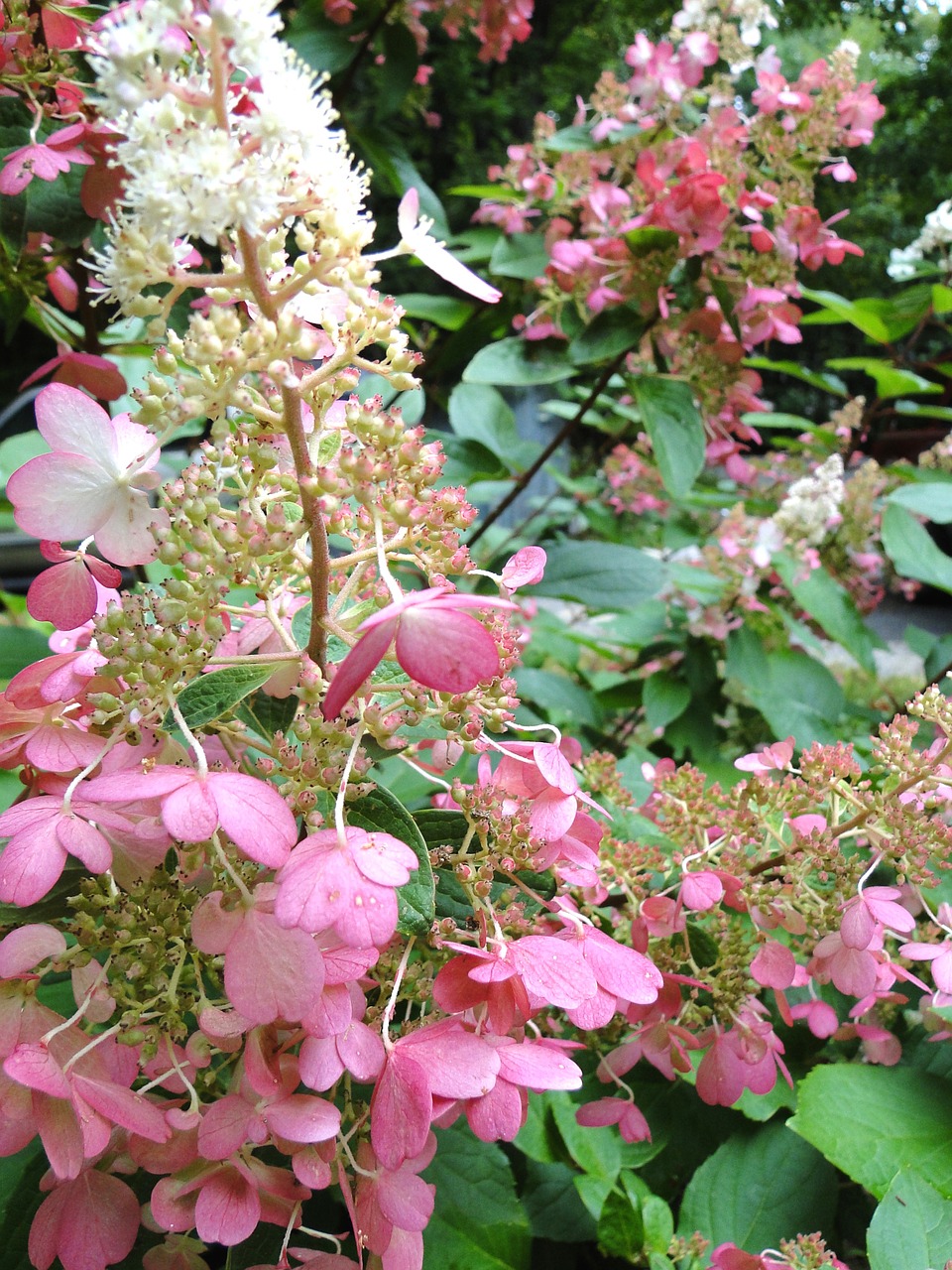 hydrangea perennial pinky winky free photo