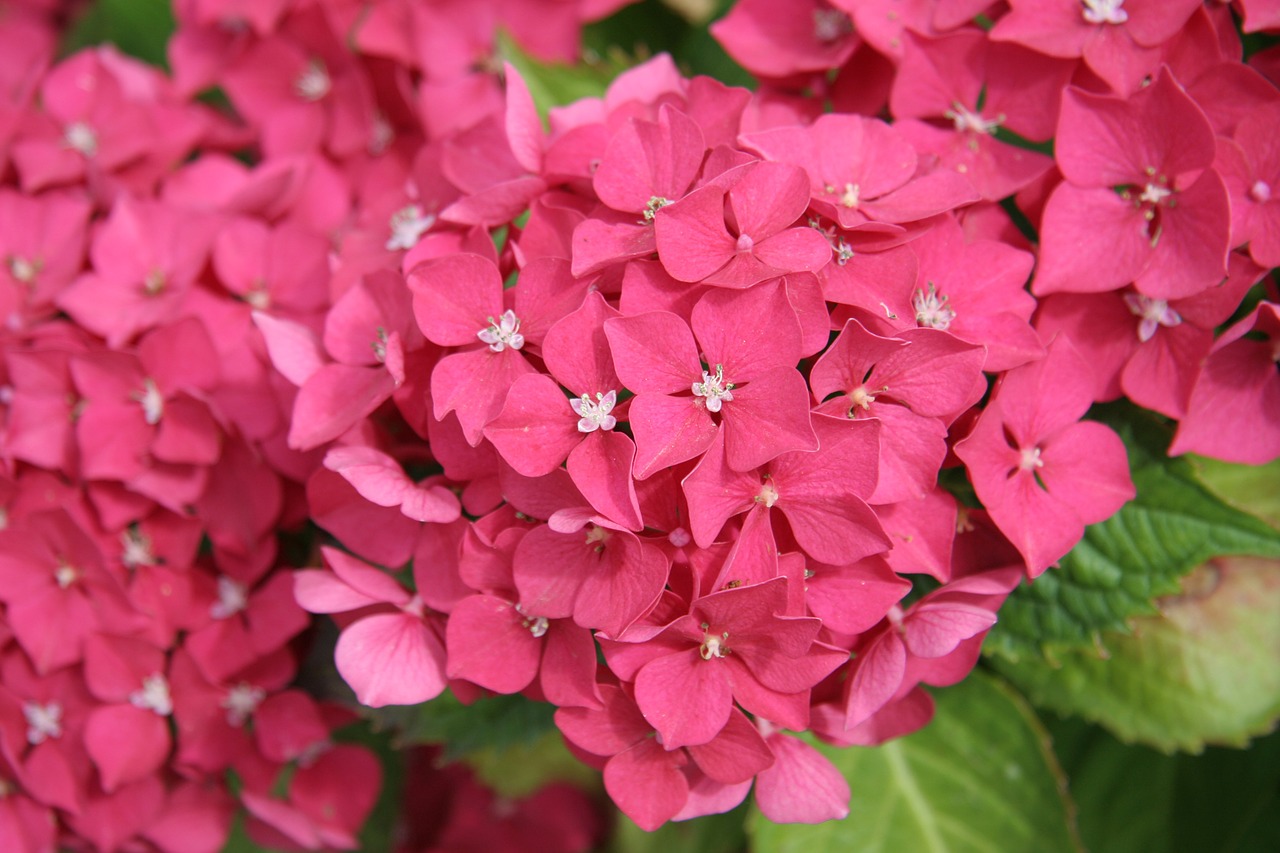 hydrangea pink flower free photo