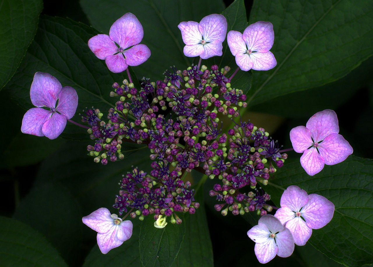 hydrangea lace pink free photo