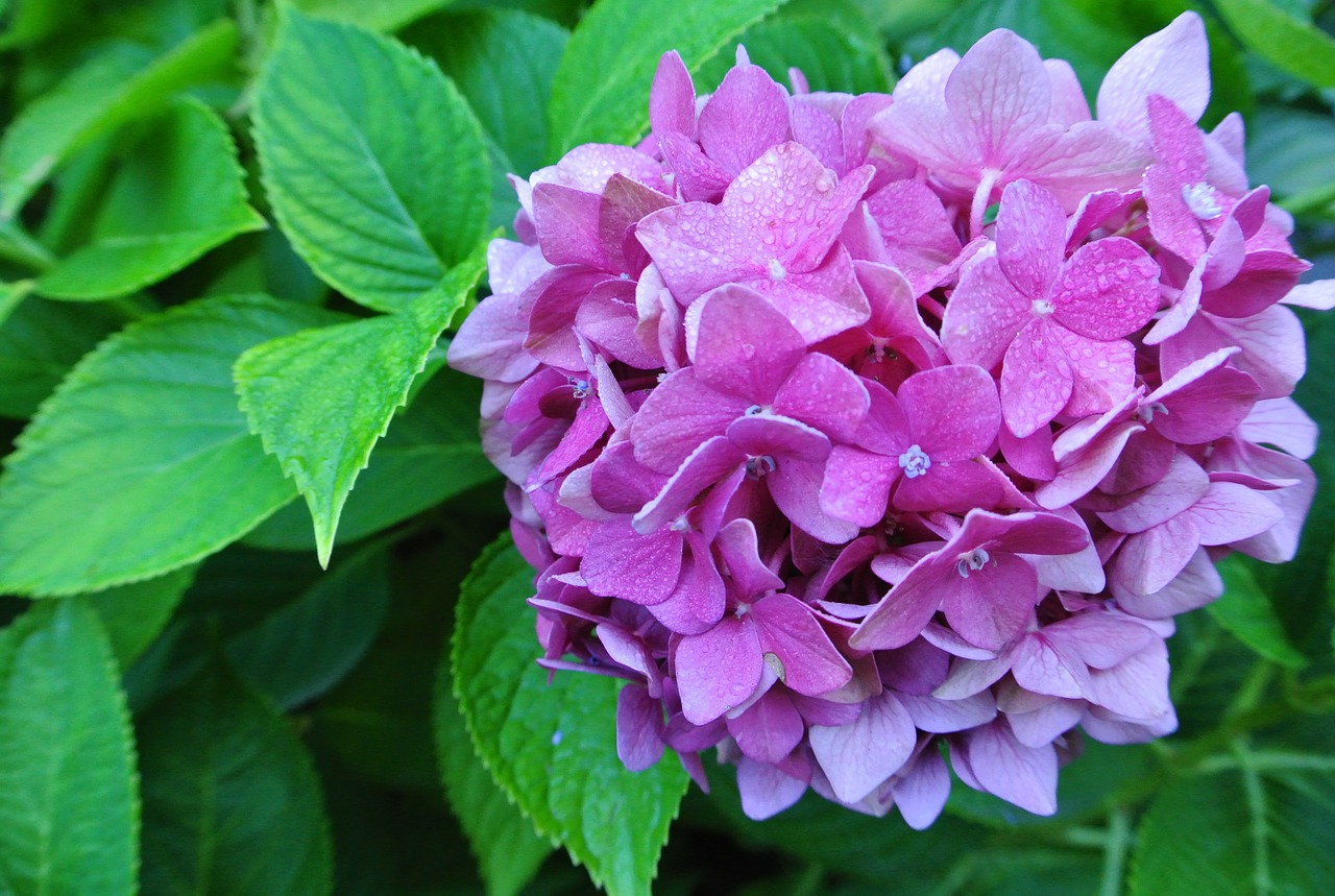 hydrangea flower purple free photo