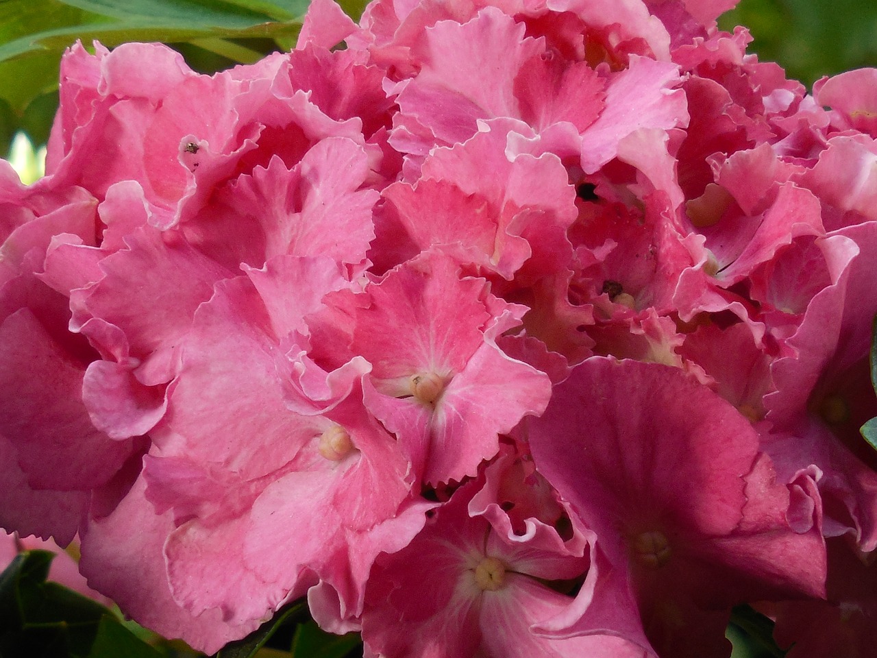 hydrangea bloom flower free photo