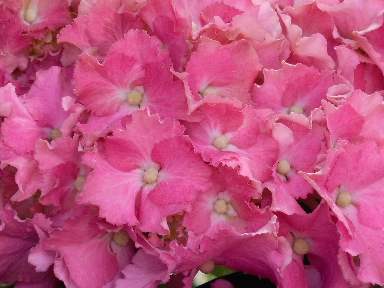 hydrangea bloom flower free photo