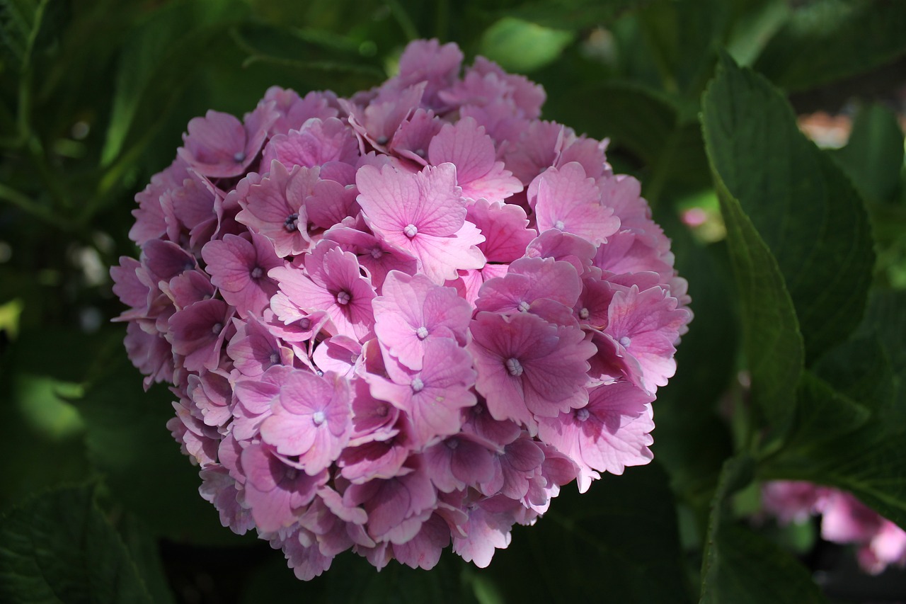 hydrangea floral blossom free photo