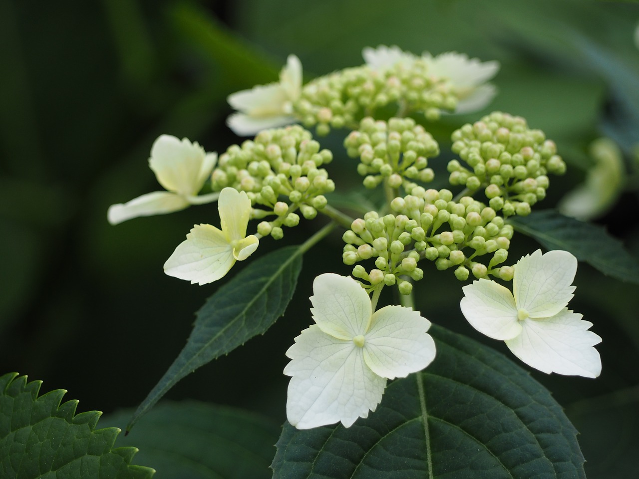 hydrangea yamaajisai white flowers free photo