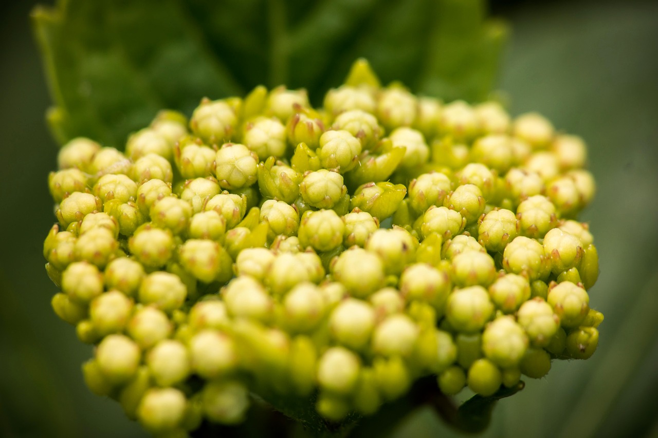 hydrangea young blossom free photo