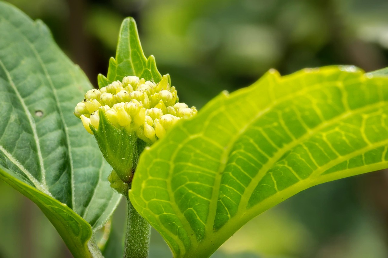 hydrangea young blossom free photo