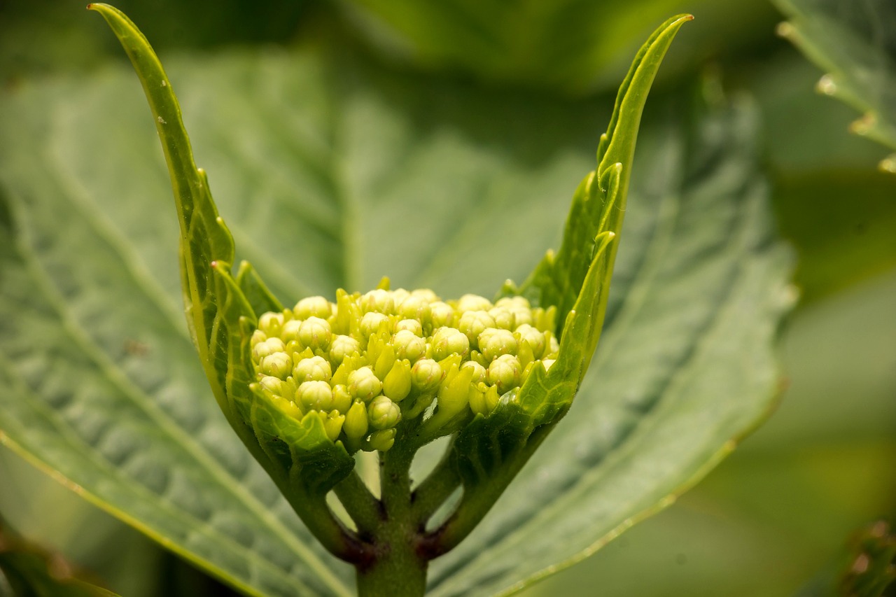 hydrangea young blossom free photo