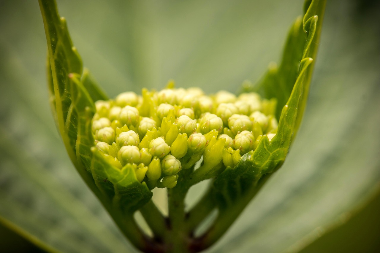 hydrangea young blossom free photo