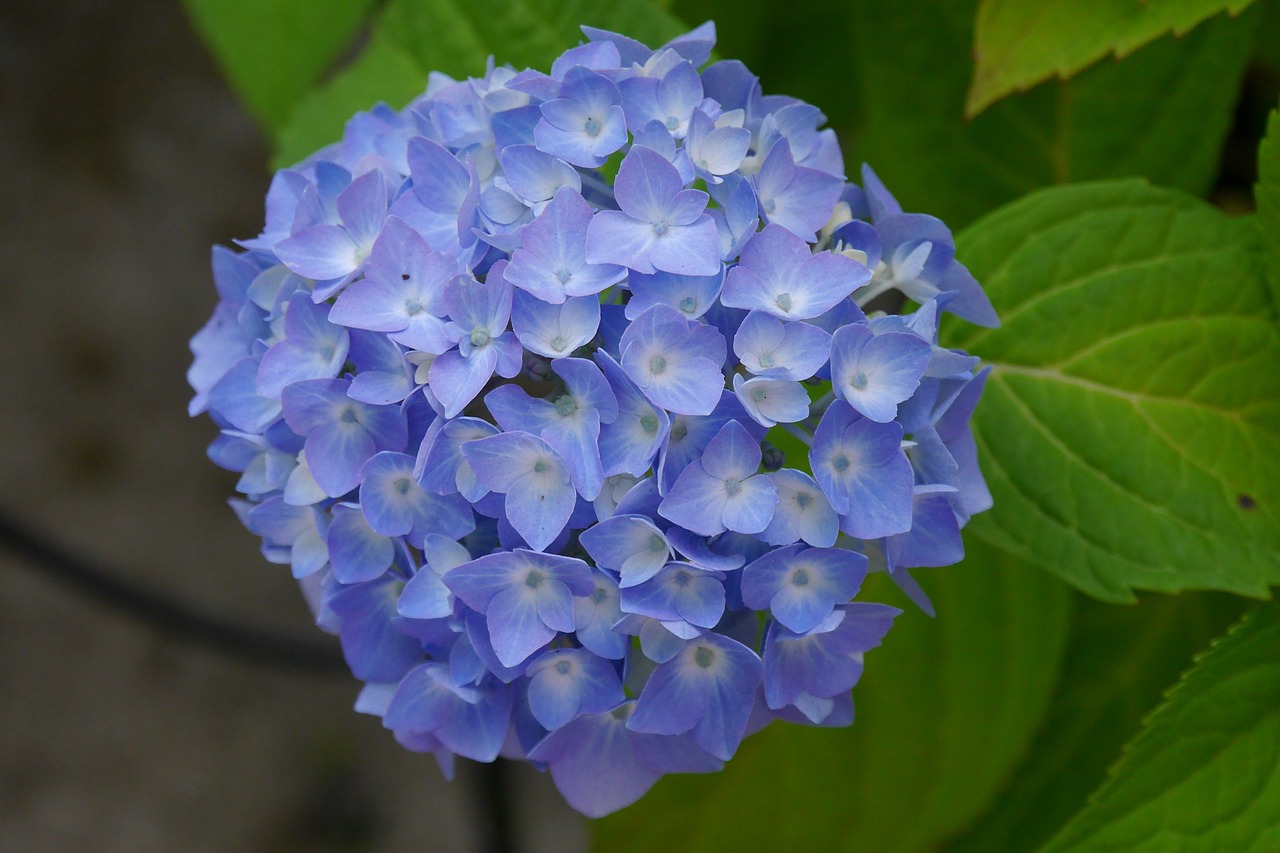 hydrangea flower nature free photo