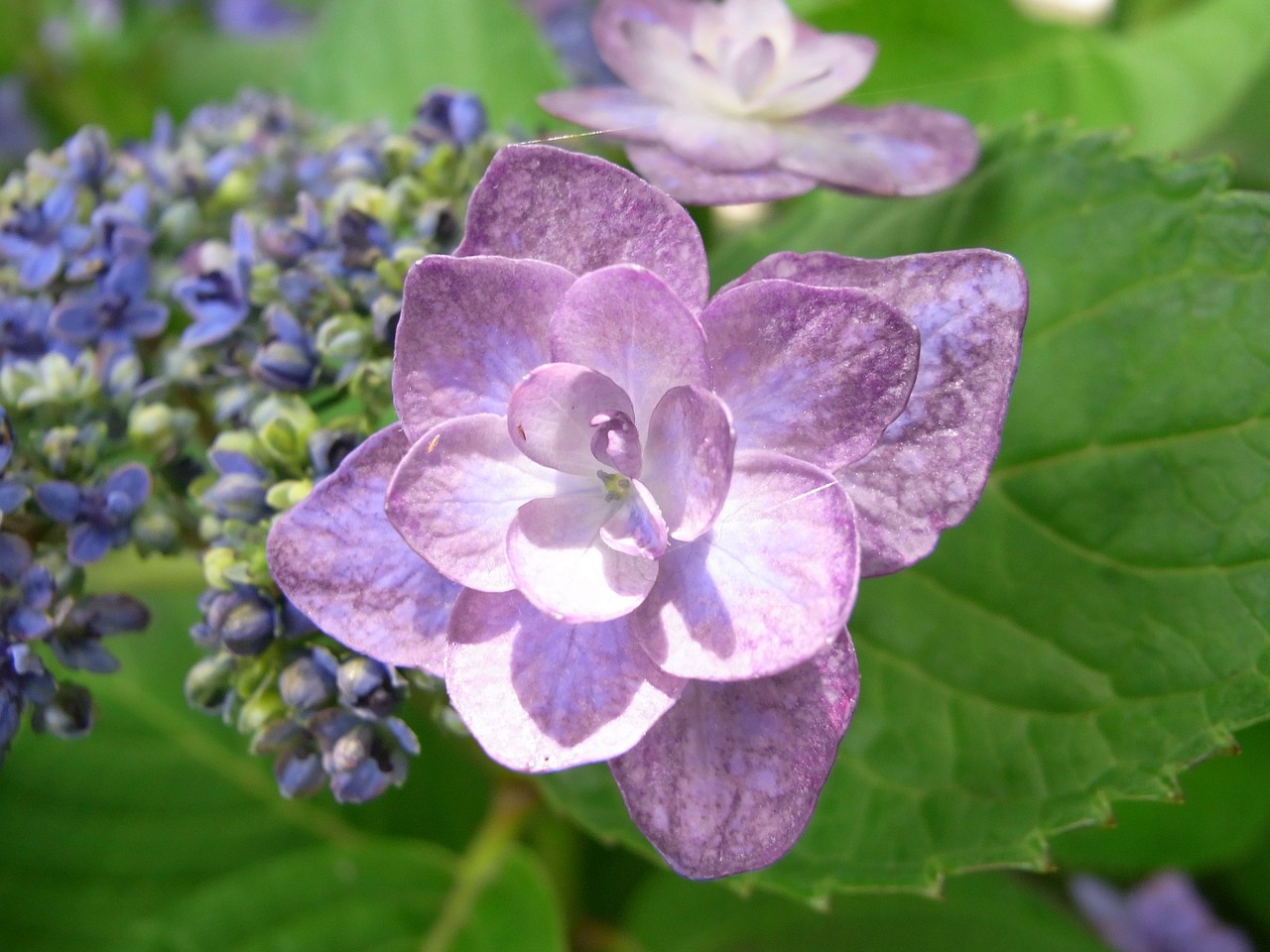 hydrangea purple rainy season free photo