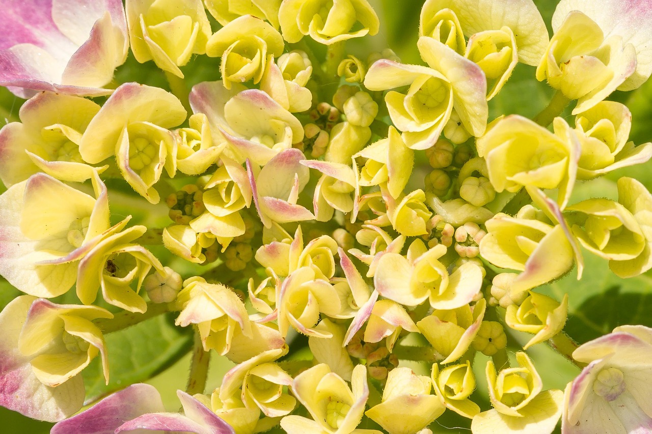 hydrangea bloom grow free photo