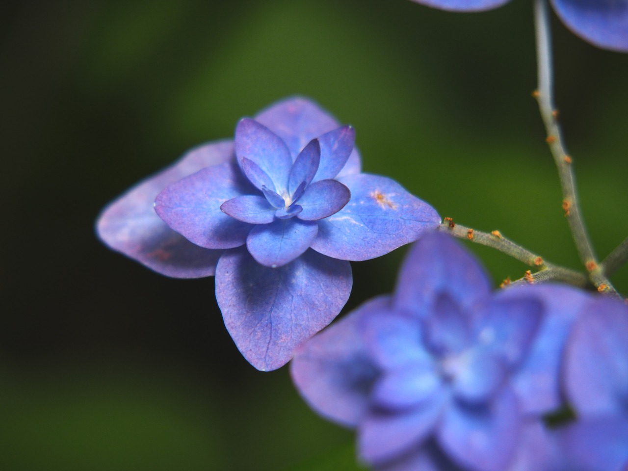 hydrangea flowers close up free photo