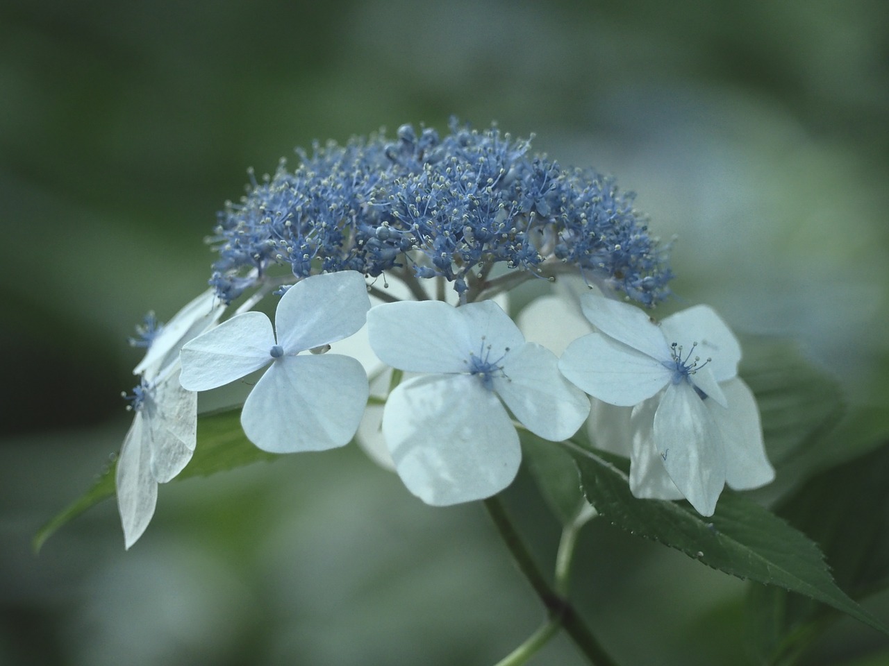 hydrangea flowers in the early summer free photo