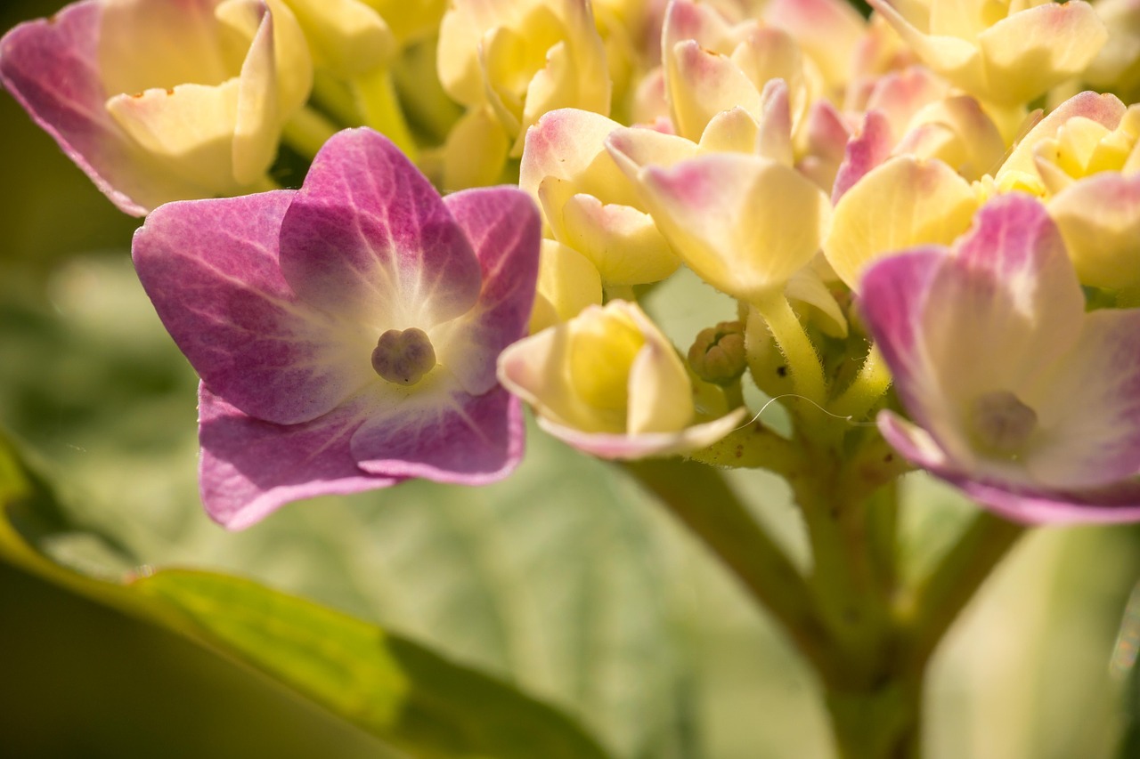 hydrangea bloom grow free photo