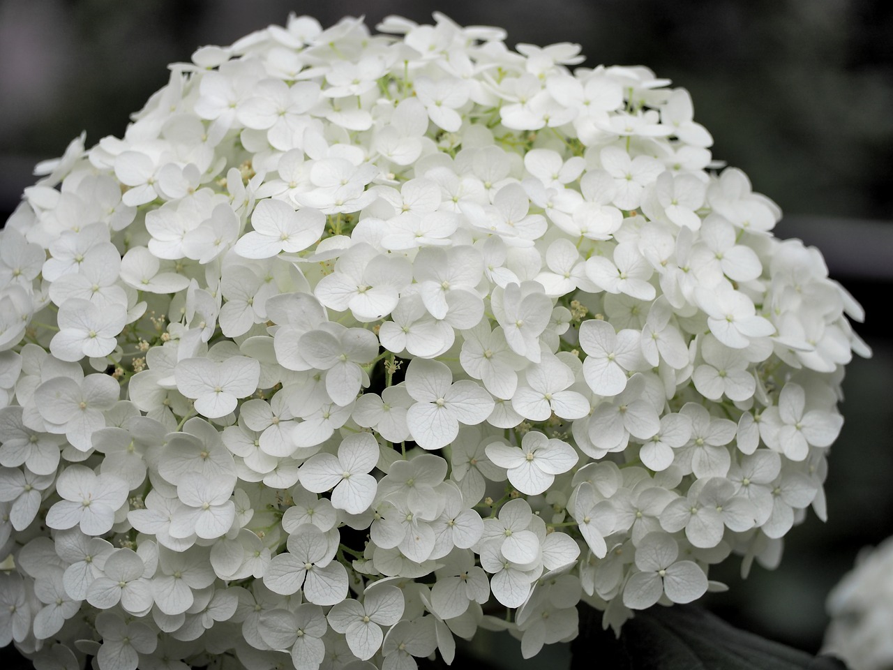 hydrangea white flowers plant free photo