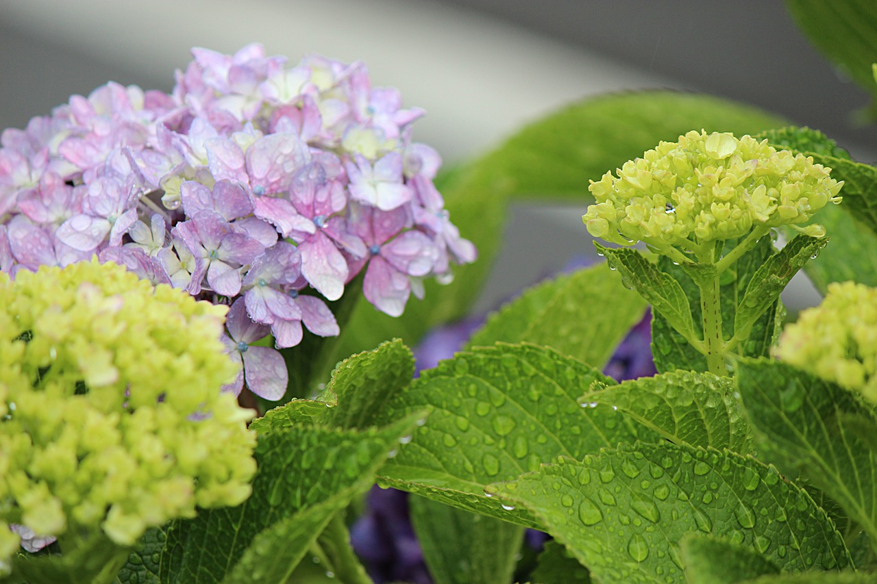 hydrangea fukushima rain free photo