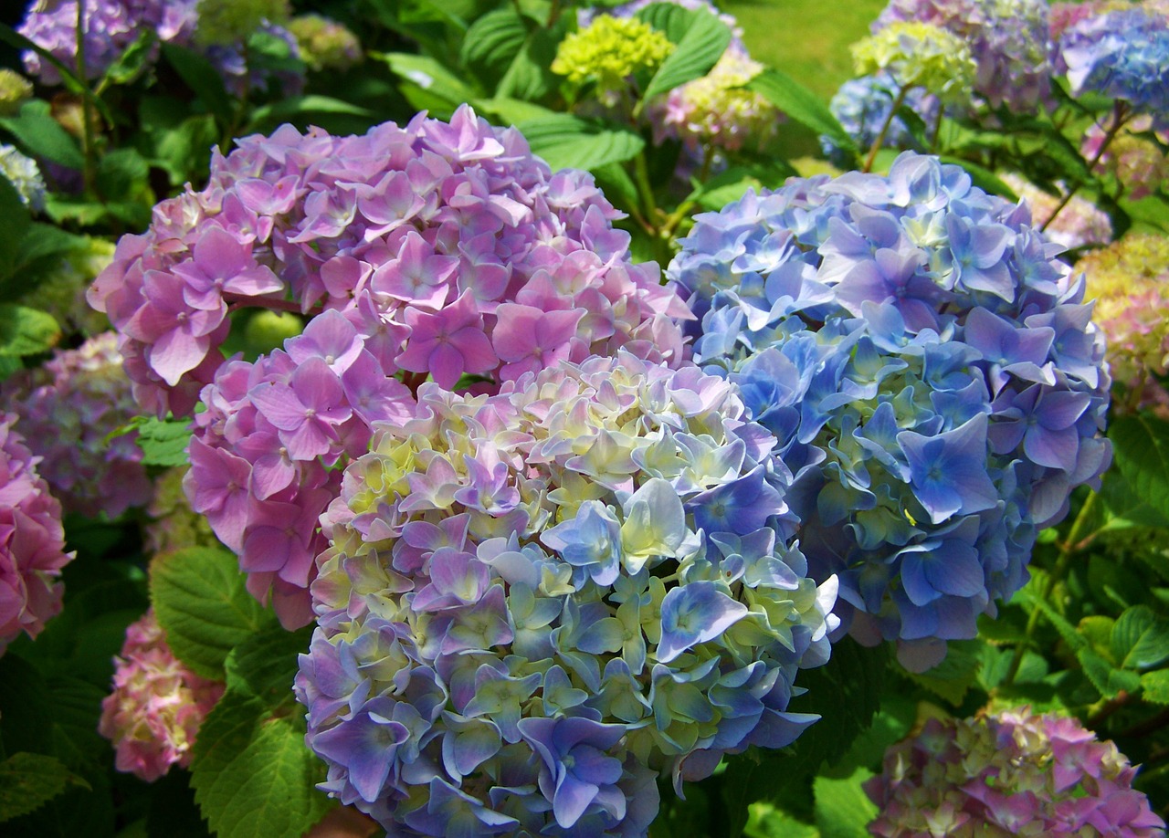 hydrangea light blue pink free photo