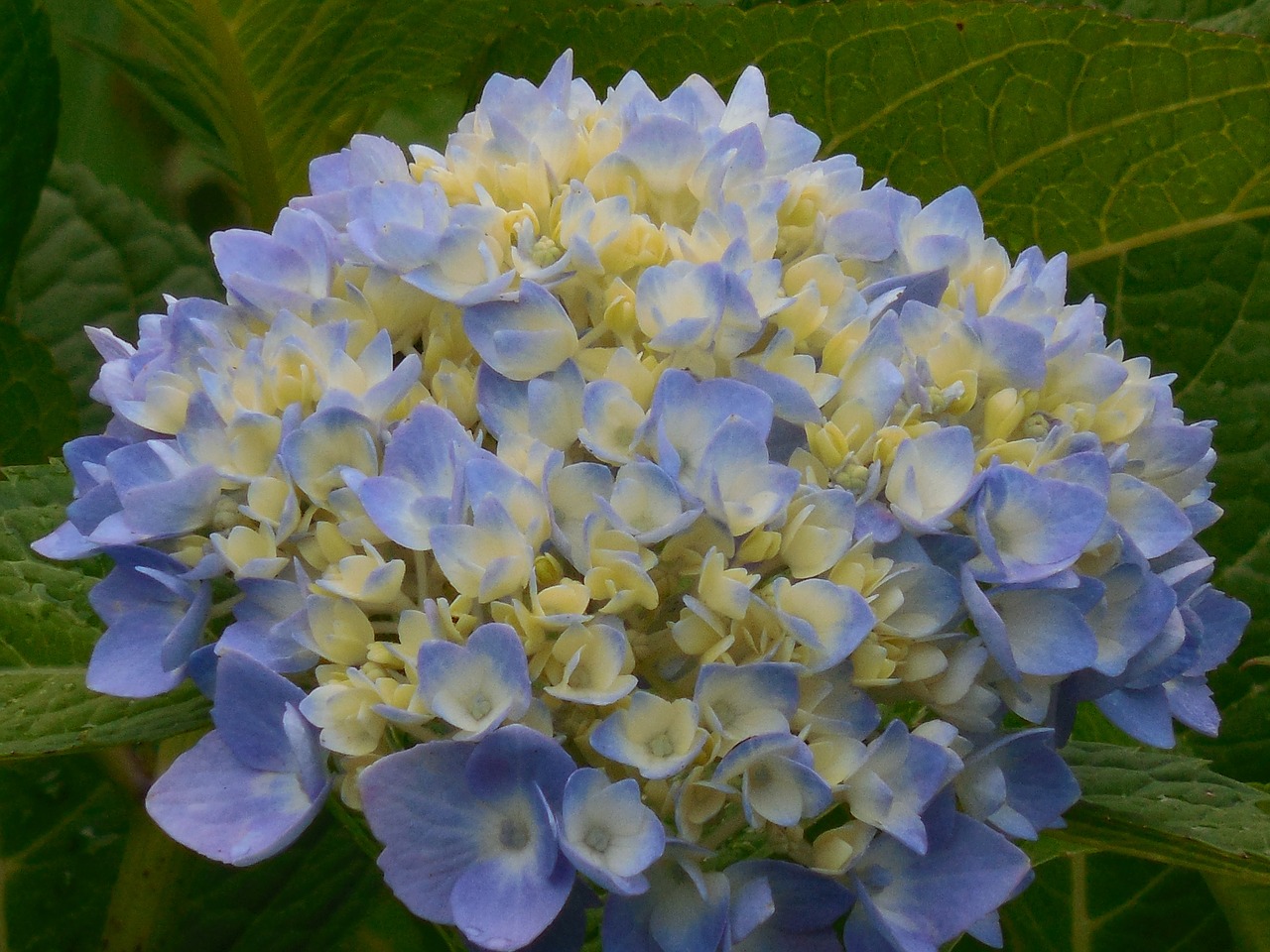 hydrangea blue white free photo