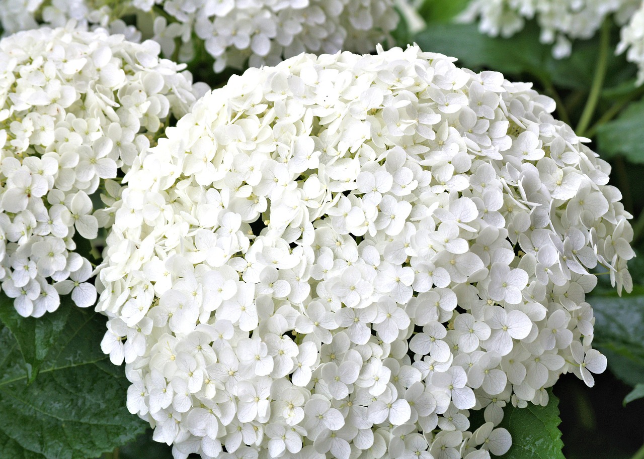 hydrangea white flower free photo