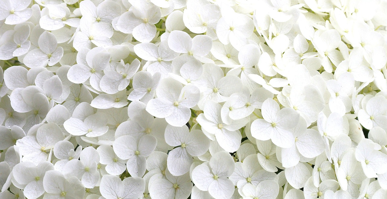 hydrangea tiny flower petals garden free photo