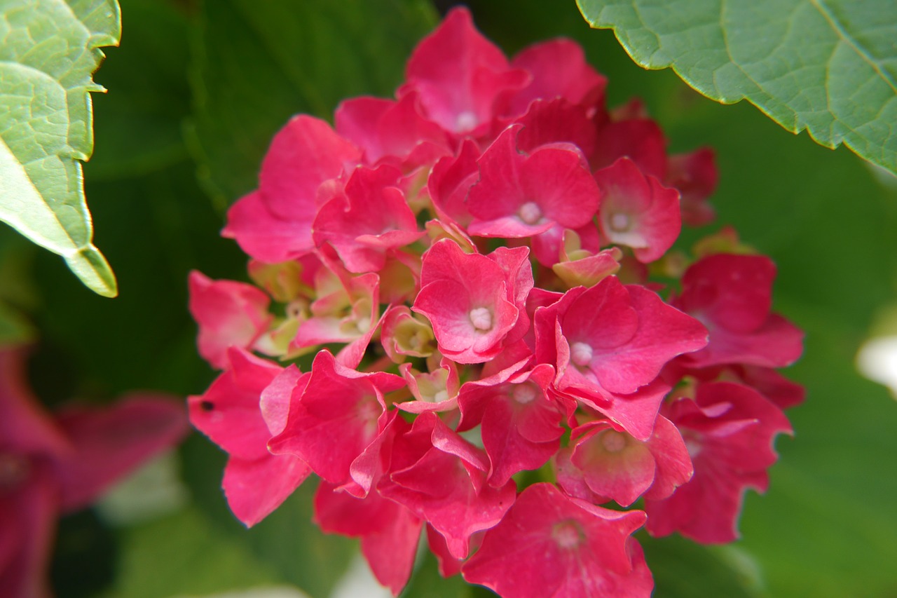 hydrangea flowers red free photo