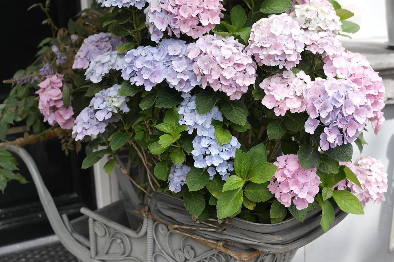 hydrangea beautiful flower wallpaper free photo