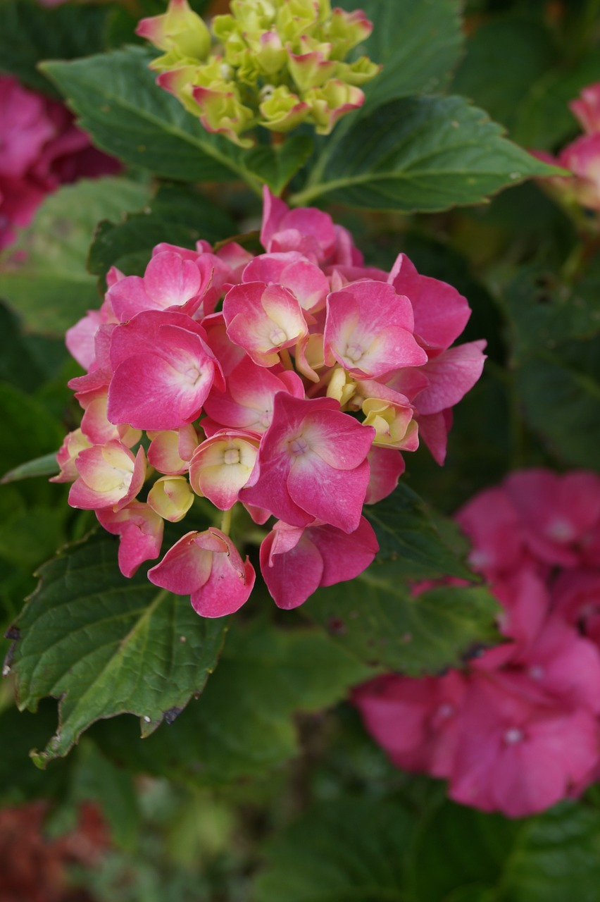 hydrangea flowers nature free photo