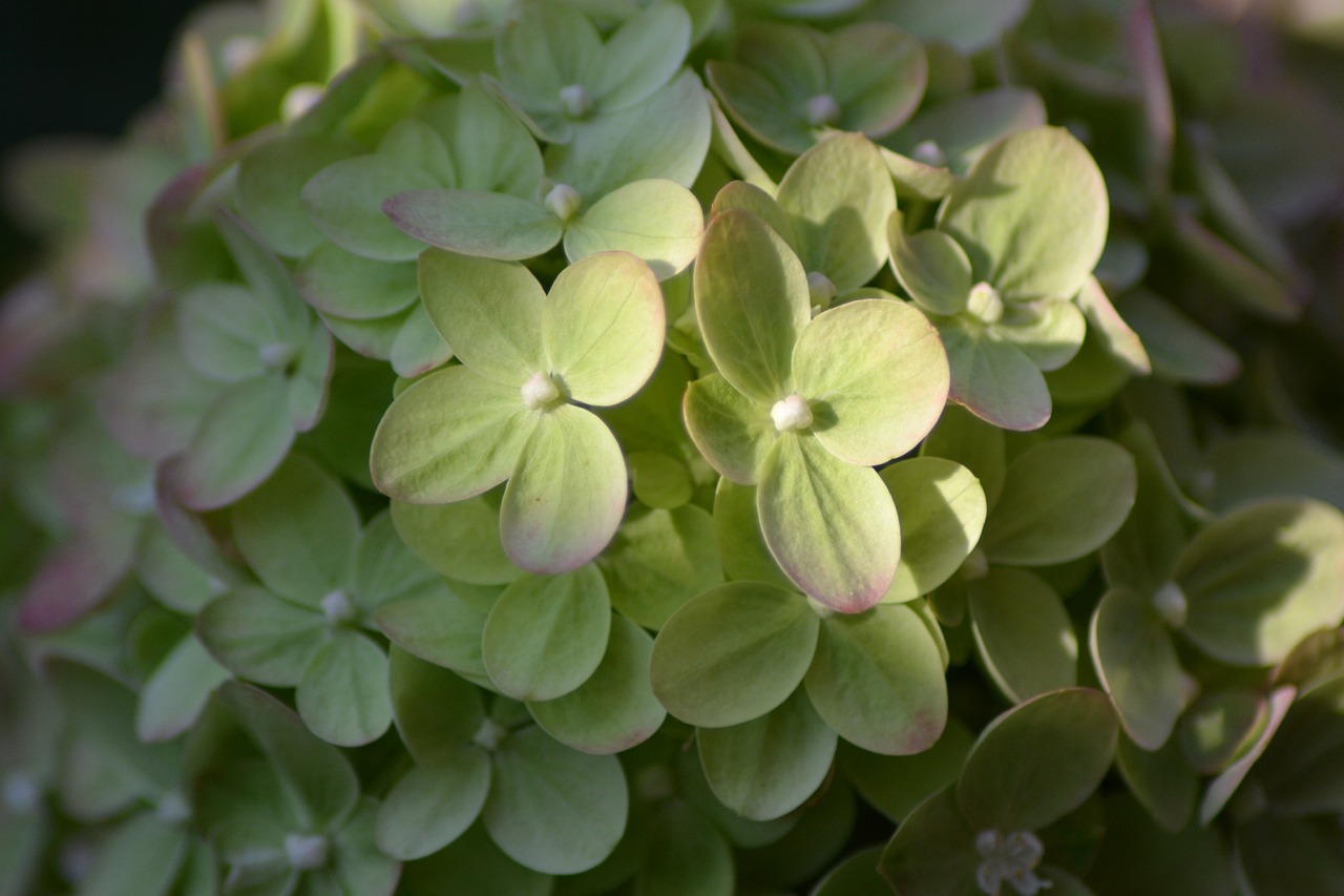 hydrangea garden flower free photo