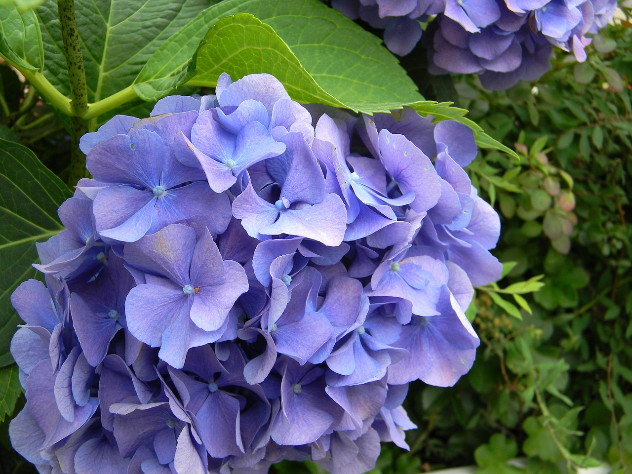 hydrangea blue flower free photo