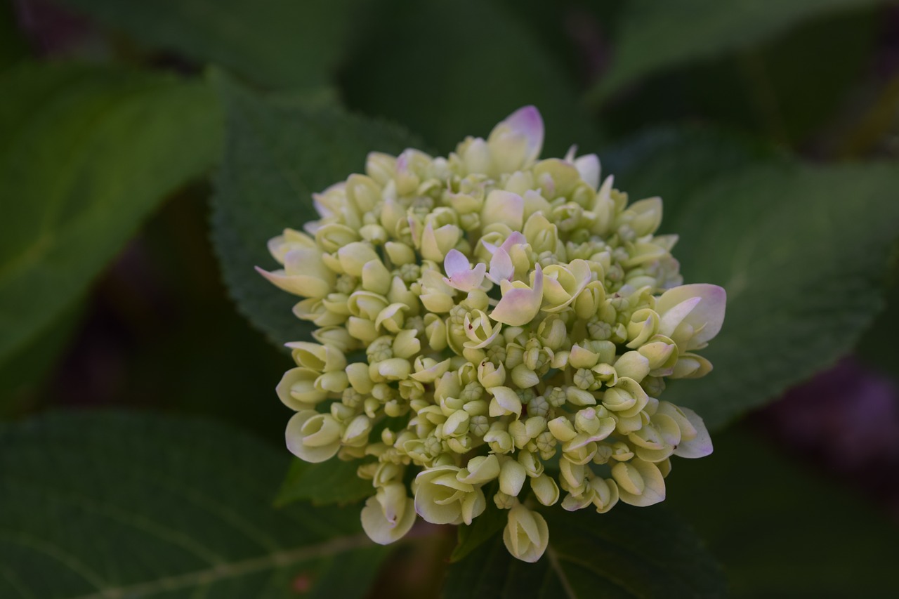 hydrangea green bloom free photo