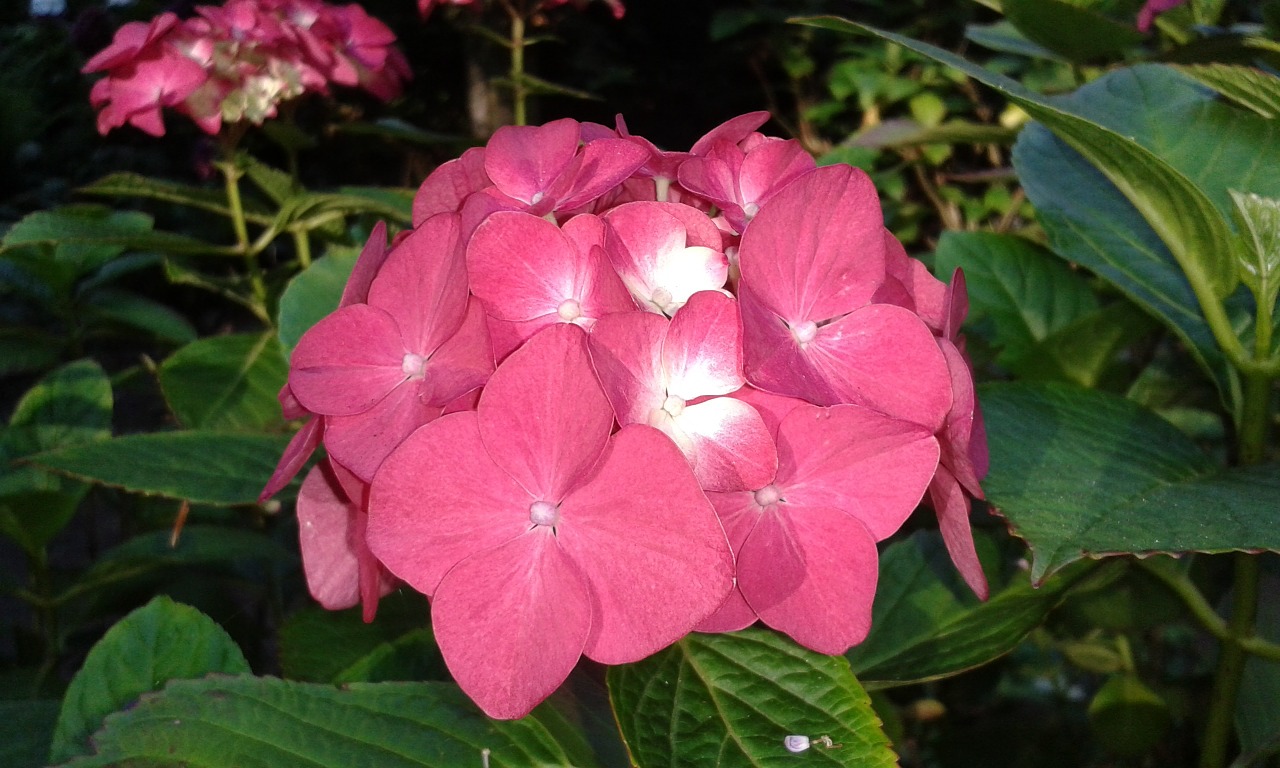 hydrangea flower garden free photo