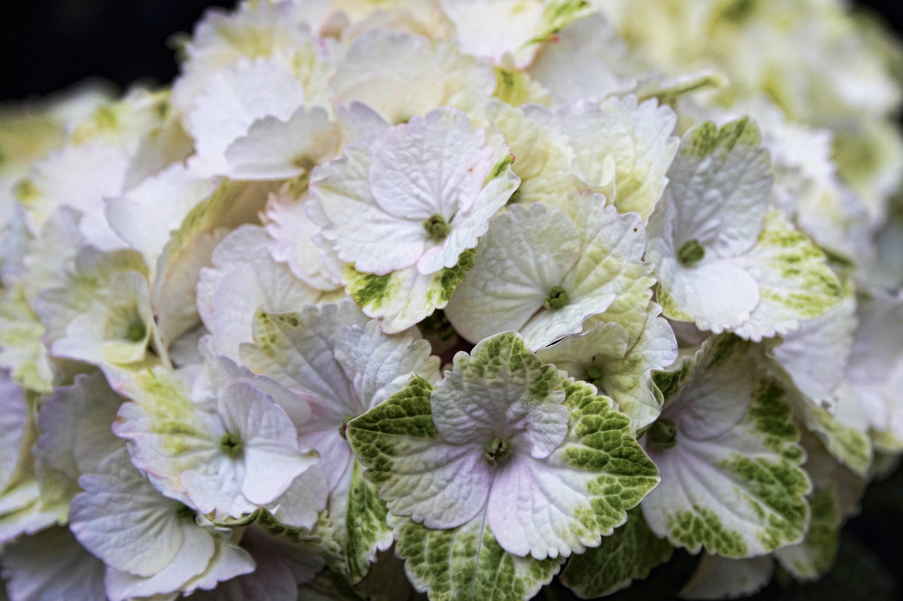 hydrangea flower flowers free photo