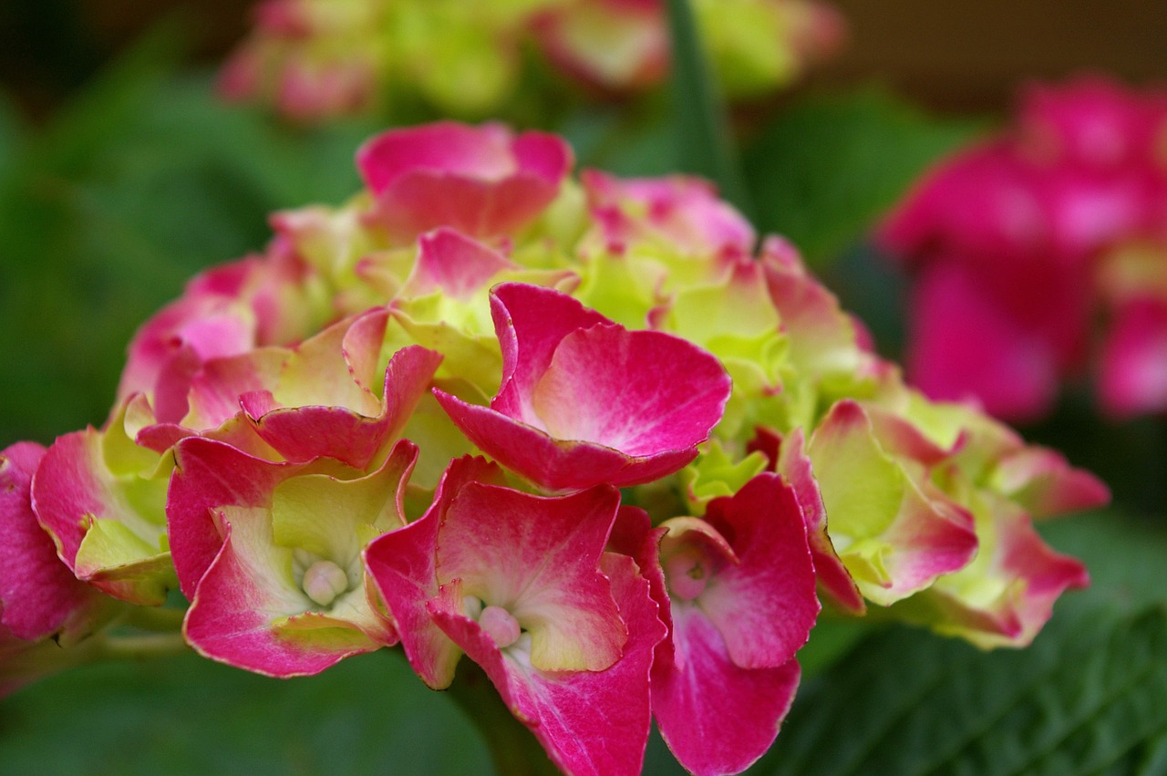 hydrangea plant blossom free photo